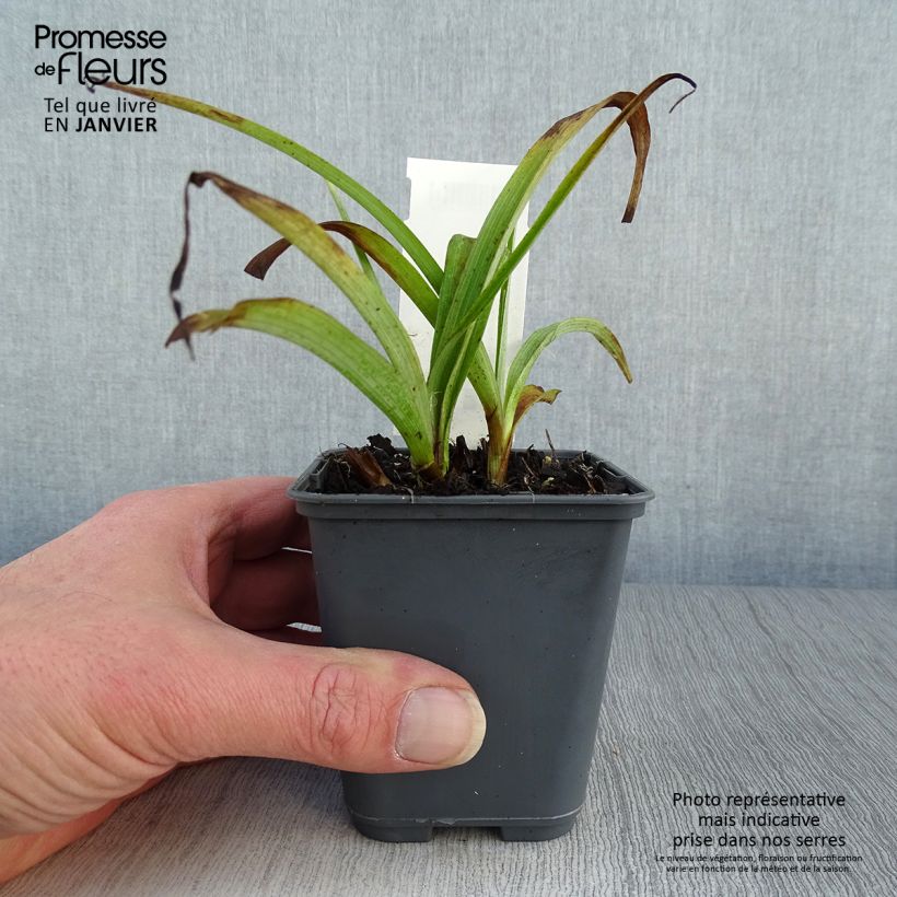 Tradescantia andersoniana Blue and Gold Vasetto da 8/9 cm esemplare consegnato in inverno