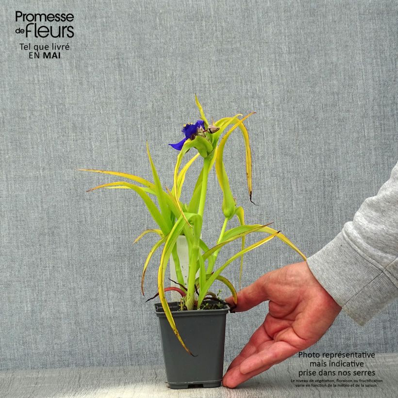 Tradescantia andersoniana Blue and Gold Vasetto da 8/9 cm esemplare consegnato in primavera