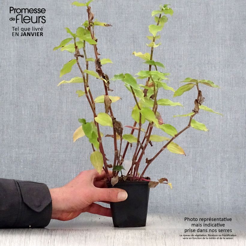 Tradescantia andersoniana Blushing Bride Vasetto da 8/9 cm esemplare consegnato in inverno