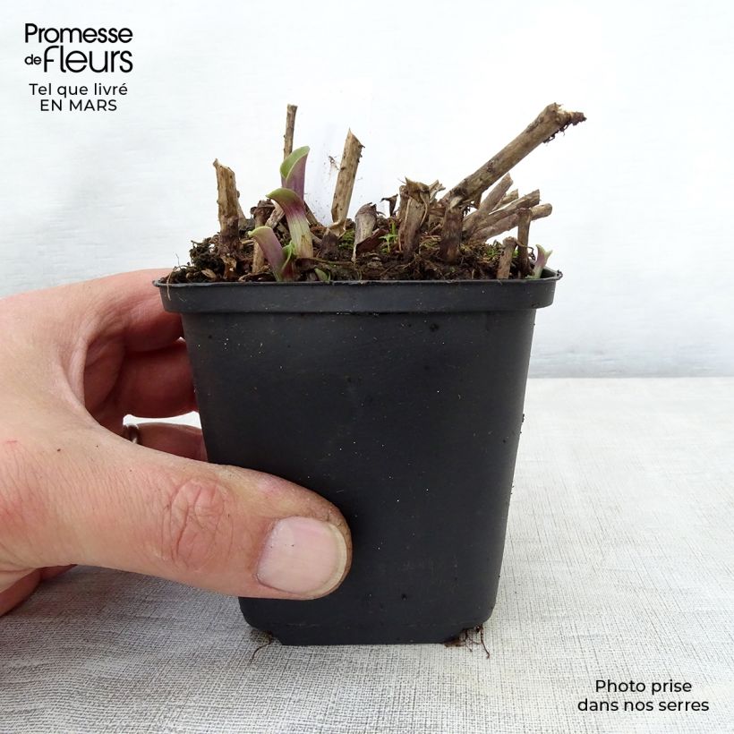 Tradescantia andersoniana Blushing Bride Vasetto da 8/9 cm esemplare consegnato in primavera