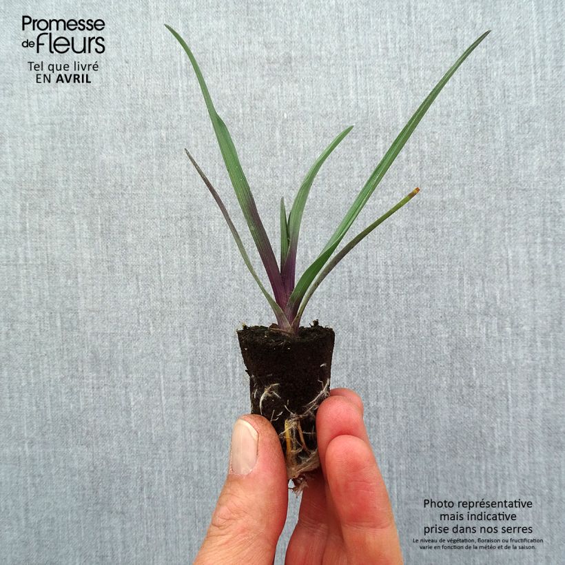 Tradescantia andersoniana JS Brainstorm Mini zolla Ø 1,5/2,5 cm esemplare consegnato in primavera