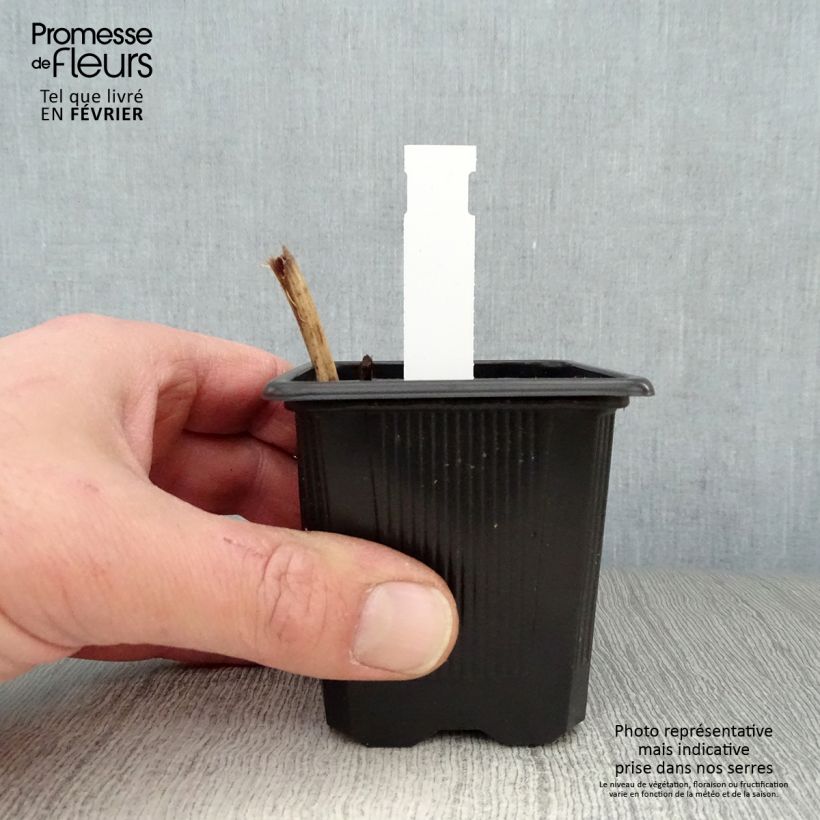 Tradescantia andersoniana Karminglut Vasetto da 8/9 cm esemplare consegnato in inverno