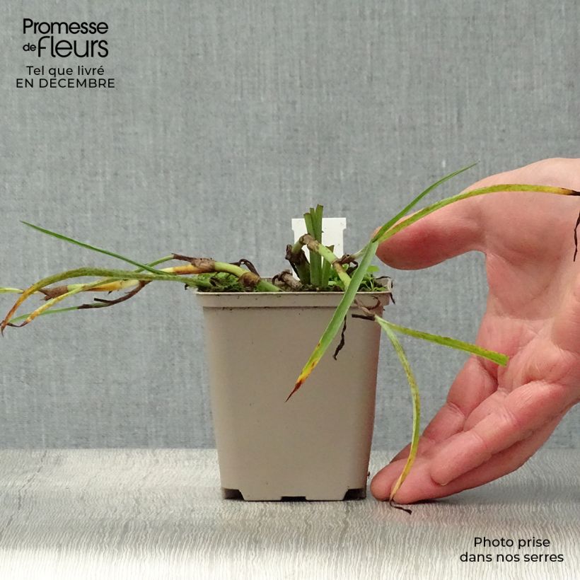 Tradescantia andersoniana Little Doll Vasetto da 8/9 cm esemplare consegnato in inverno