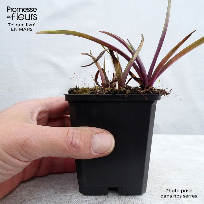Tradescantia andersoniana Osprey Vasetto da 8/9 cm esemplare consegnato in inverno