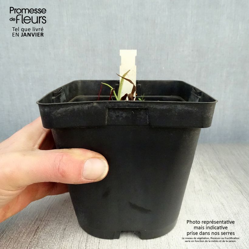 Tradescantia andersoniana Osprey Vaso da 2L/3L esemplare consegnato in inverno