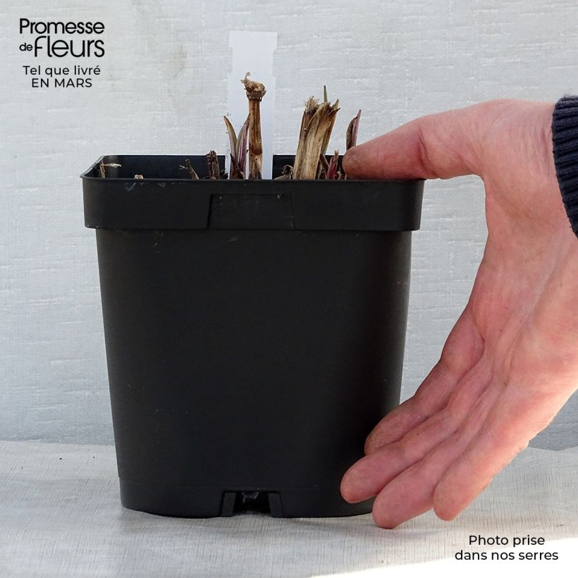 Tradescantia andersoniana Osprey Vaso da 2L/3L esemplare consegnato in primavera