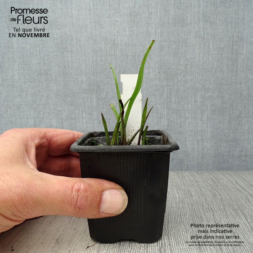 Esemplare di Tradescantia andersoniana Sweet Kate Vasetto da 8/9 cm come consegnato in autunno