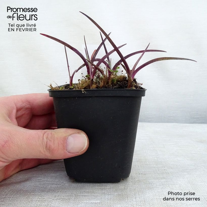 Tradescantia andersoniana Concord Grape Vasetto da 8/9 cm esemplare consegnato in inverno