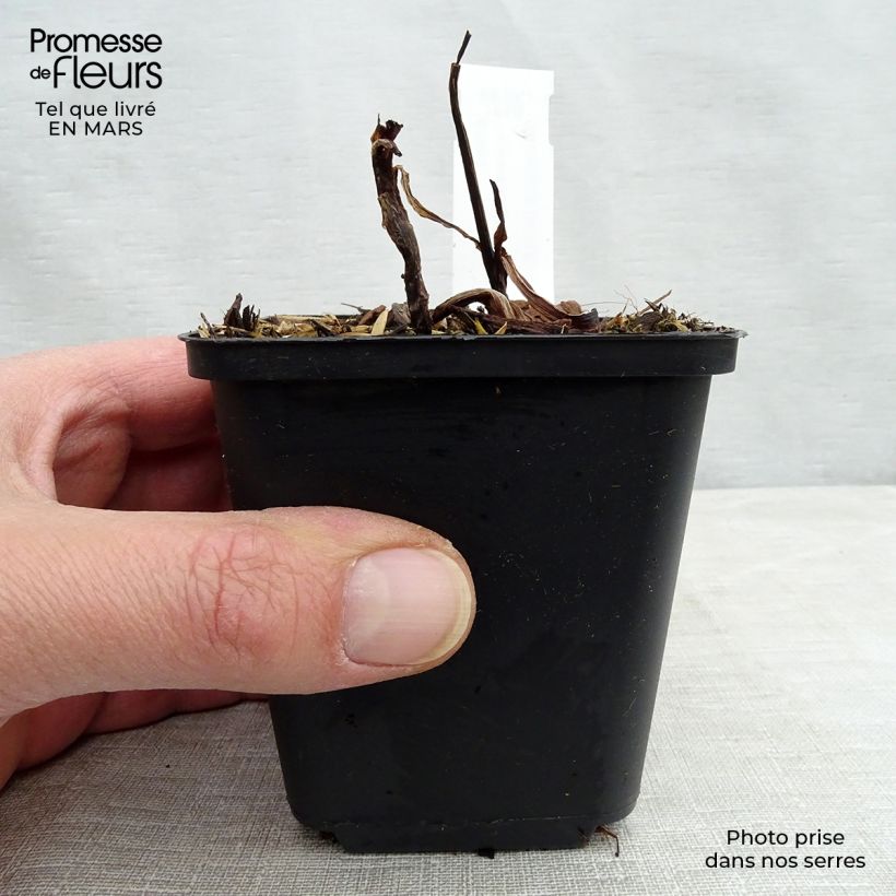 Tradescantia andersoniana Zwanenburg Blue Vasetto da 8/9 cm esemplare consegnato in inverno