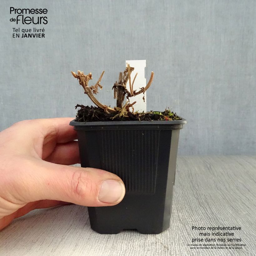 Stachys palustris - Stregona palustre Vasetto da 8/9 cm esemplare consegnato in inverno