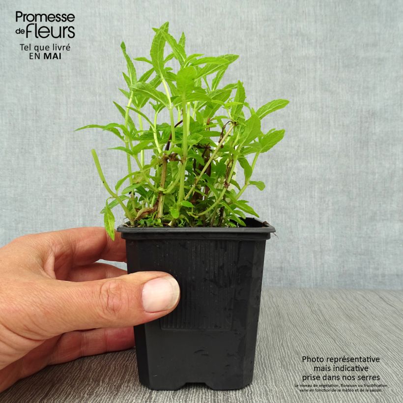 Stachys palustris - Stregona palustre Vasetto da 8/9 cm esemplare consegnato in primavera