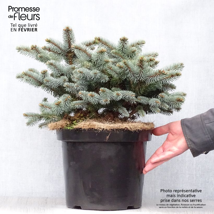Picea pungens Glauca Globosa Vaso da 4L/5L esemplare consegnato in inverno