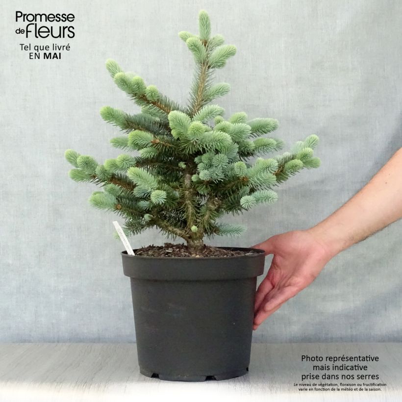 Picea pungens Glauca Globosa Vaso da 4L/5L esemplare consegnato in primavera