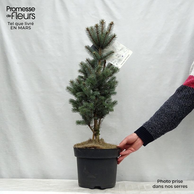 Picea pungens Iseli Fastigiate Pezzo esemplare consegnato in inverno