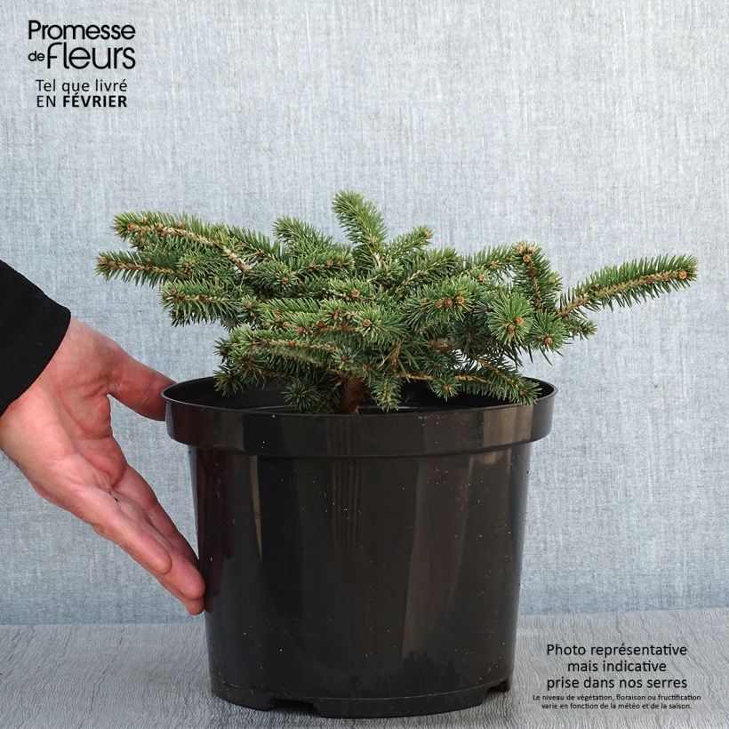 Picea pungens Sonia Vaso da 4L/5L esemplare consegnato in inverno