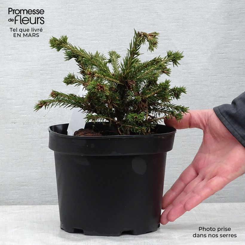 Picea abies Maxwellii Vaso da 2L/3L esemplare consegnato in primavera