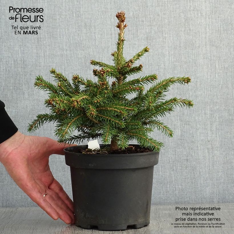 Picea abies Maxwellii Vaso da 2L/3L esemplare consegnato in inverno