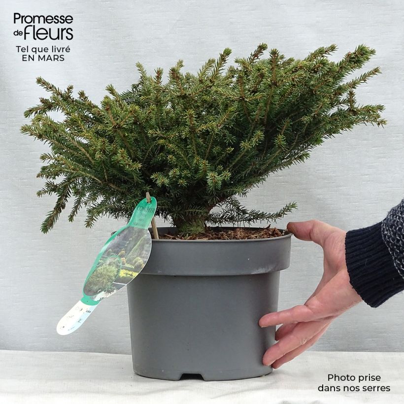Picea abies Nidiformis - Abete nidiforme Vaso da 2L/3L esemplare consegnato in inverno