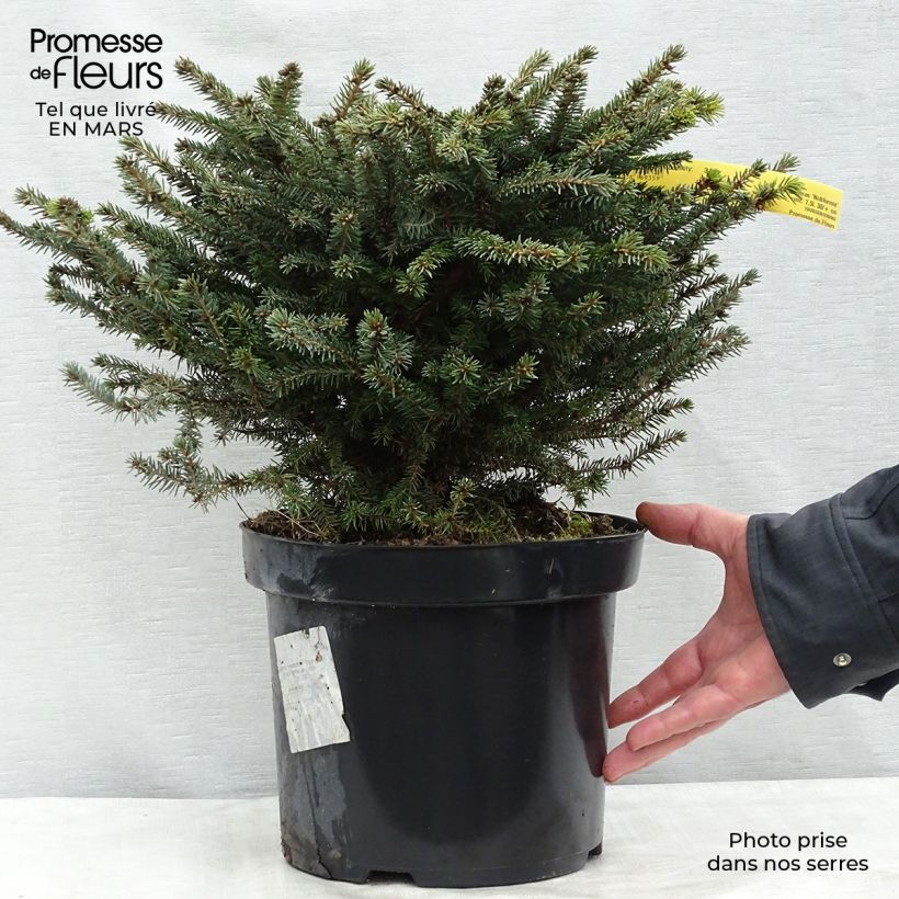 Picea abies Nidiformis - Abete nidiforme Vaso da 7,5L/10L esemplare consegnato in inverno