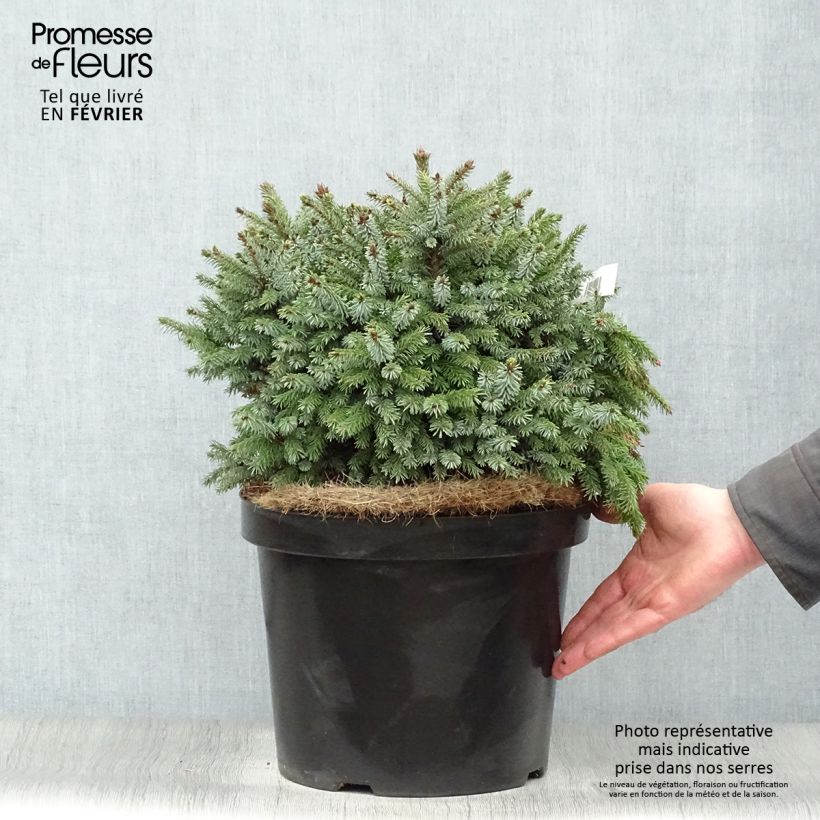 Picea omorika Nana Vaso da 7,5L/10L esemplare consegnato in inverno