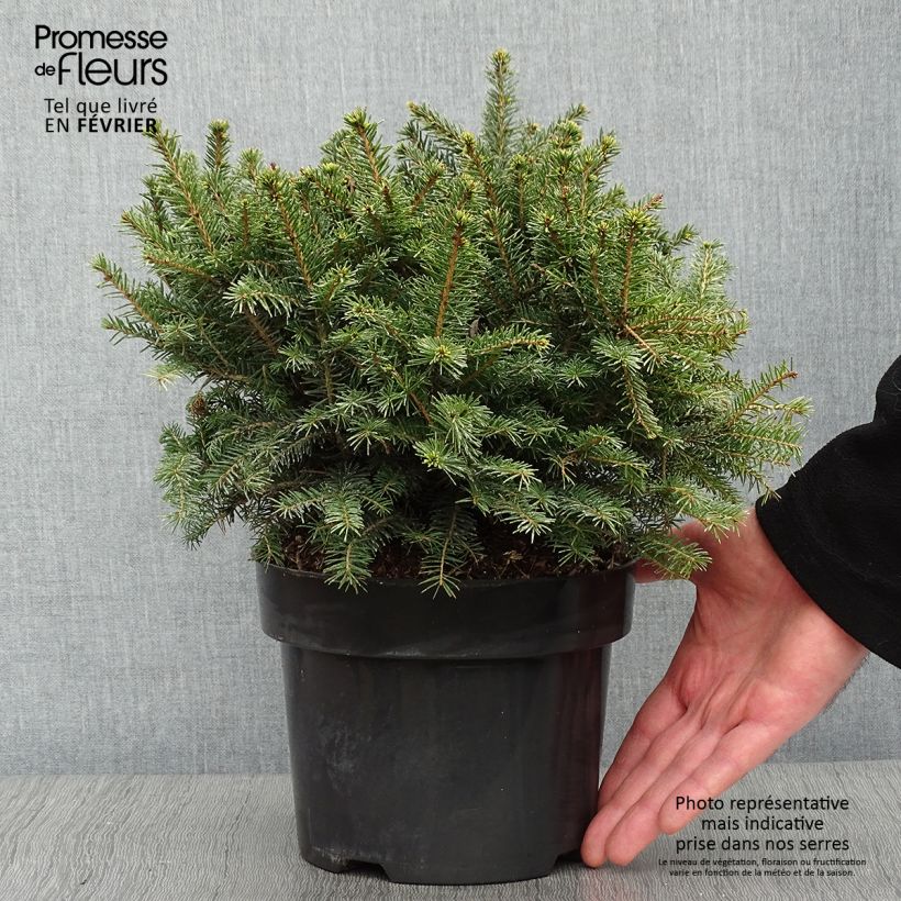 Picea omorika Karel Vaso da 2L/3L esemplare consegnato in inverno