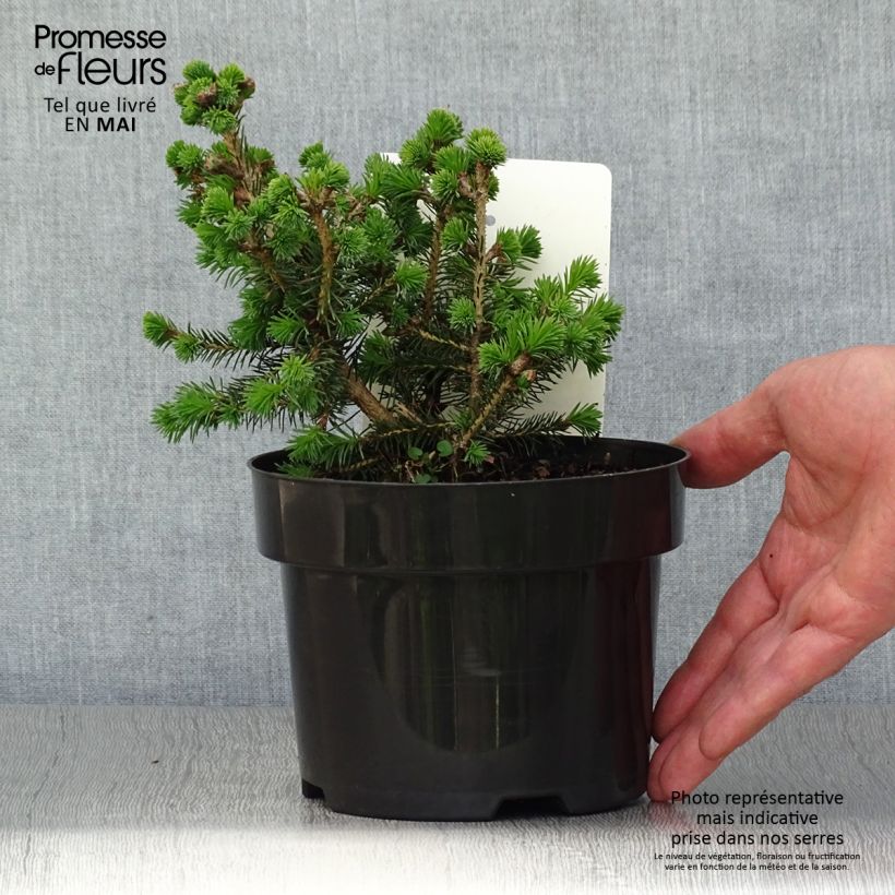 Picea sitchensis Nana Vaso da 2L/3L esemplare consegnato in primavera