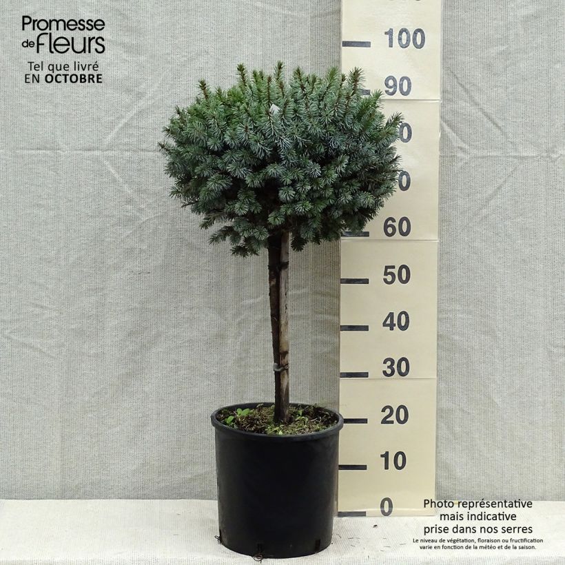 Esemplare di Picea sitchensis Silberzwerg Vaso da 12L/15L come consegnato in autunno