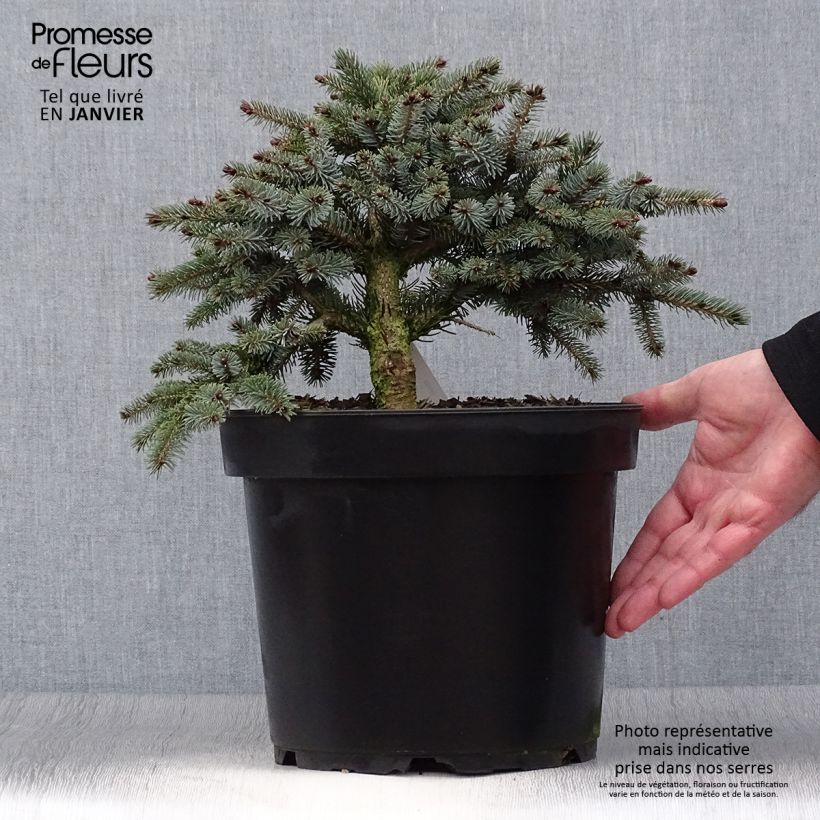 Picea mariana Machala Vaso da 4L/5L esemplare consegnato in inverno