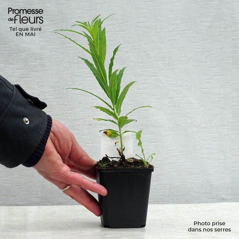 Epilobium angustifolium Album - Camenèrio Vasetto da 8/9 cm esemplare consegnato in primavera