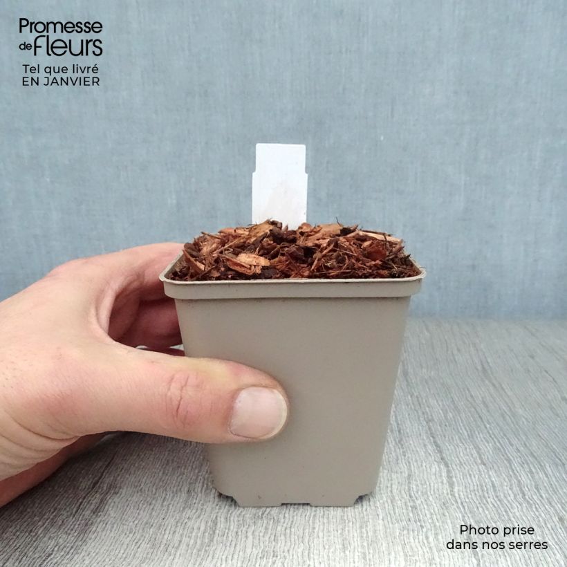 Epilobium angustifolium Stahl Rose - Camenèrio Vasetto da 8/9 cm esemplare consegnato in inverno