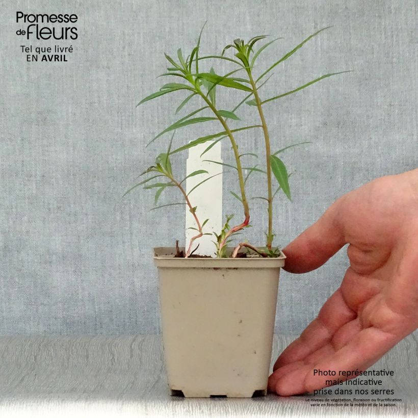 Epilobium angustifolium Stahl Rose - Camenèrio Vasetto da 8/9 cm esemplare consegnato in primavera