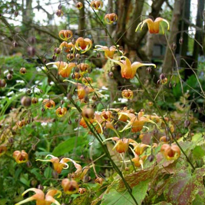 Epimedium Amber Queen (Porto)