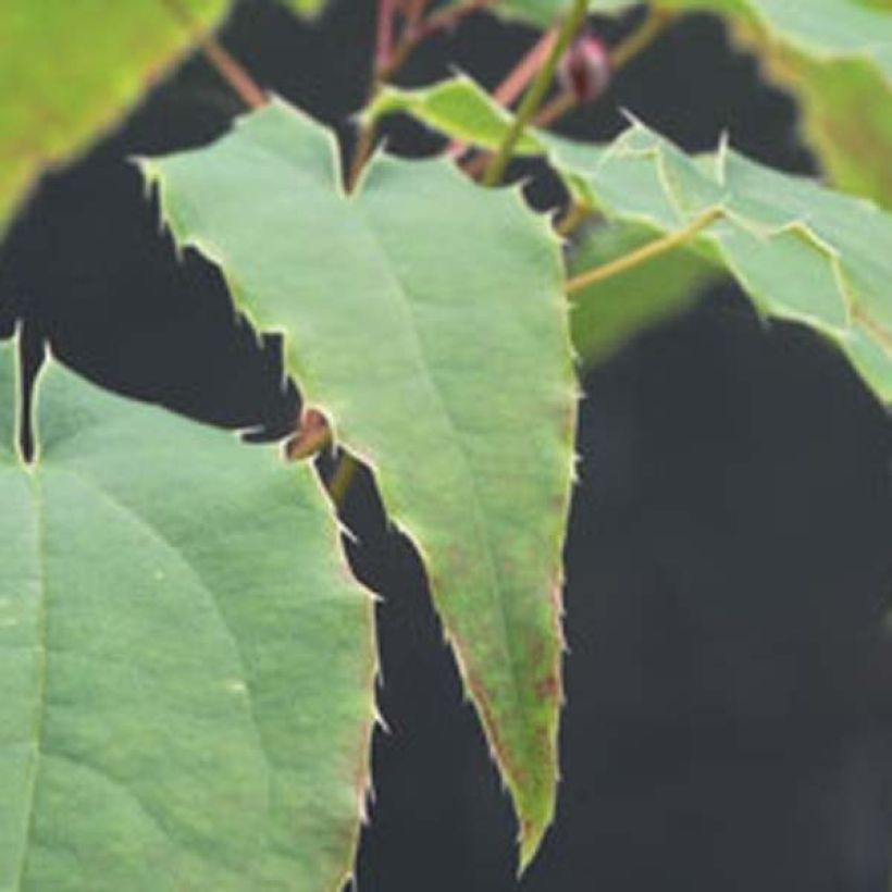 Epimedium Domino (Fogliame)