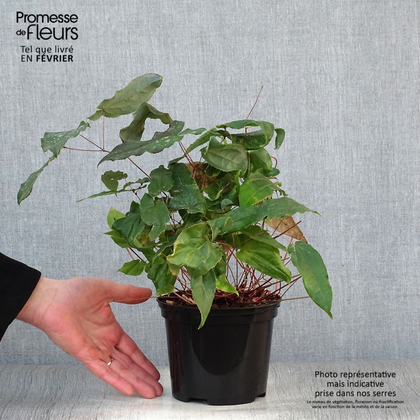 Epimedium Elenwe Vaso da 1,5L/2L esemplare consegnato in inverno