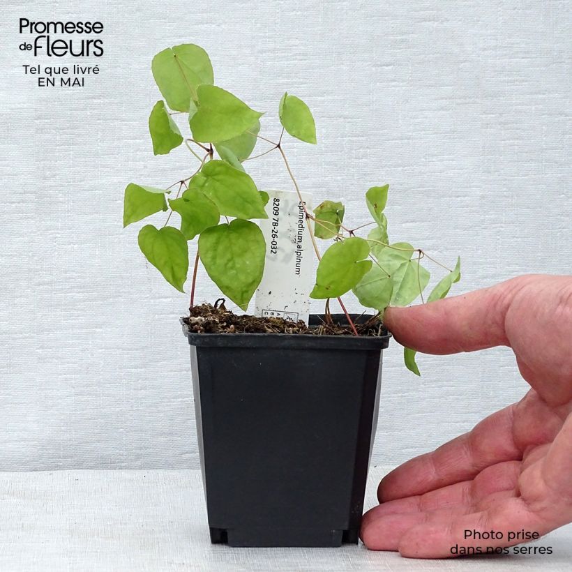 Epimedium alpinum - Epimedio alpino Vasetto da 8/9 cm esemplare consegnato in primavera