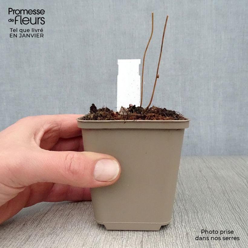 Epimedium alpinum - Epimedio alpino Vasetto da 8/9 cm esemplare consegnato in inverno