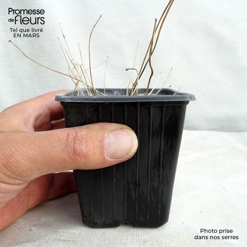 Epimedium Asiatic hybrids Vasetto da 8/9 cm esemplare consegnato in inverno