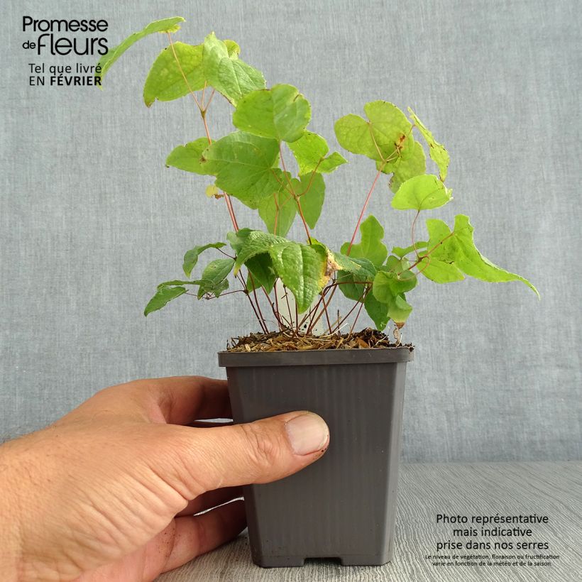 Esemplare di Epimedium Asiatic hybrids Vasetto da 8/9 cm come consegnato in autunno