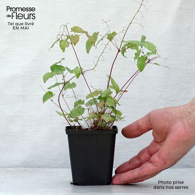 Epimedium davidii Vasetto da 8/9 cm esemplare consegnato in primavera