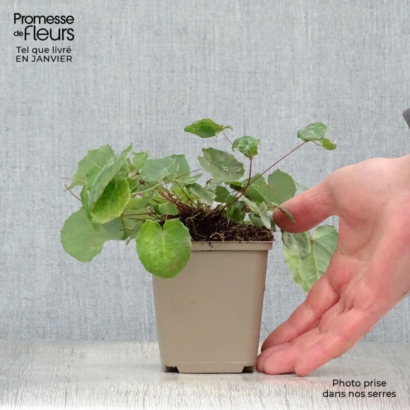 Epimedium davidii Vasetto da 8/9 cm esemplare consegnato in inverno