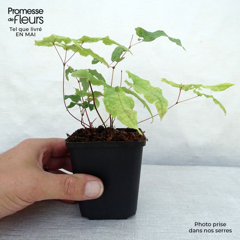 Epimedium dolichostemon Vasetto da 8/9 cm esemplare consegnato in primavera