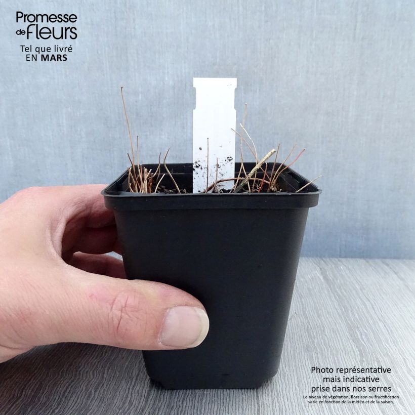 Epimedium elongatum Vasetto da 8/9 cm esemplare consegnato in primavera