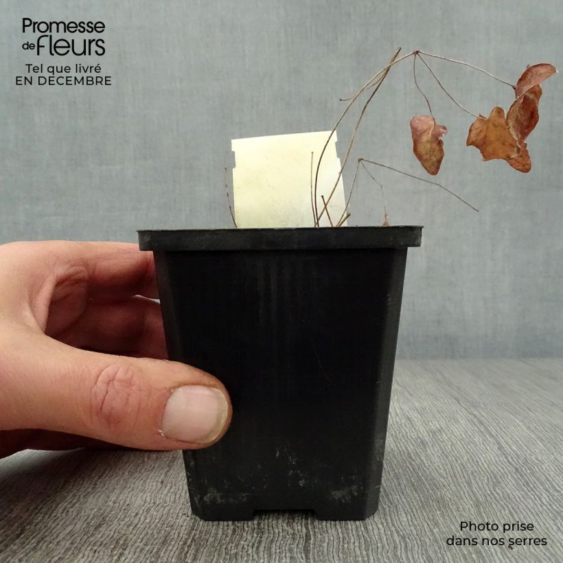 Epimedium grandiflorum Akebono Vasetto da 8/9 cm esemplare consegnato in inverno