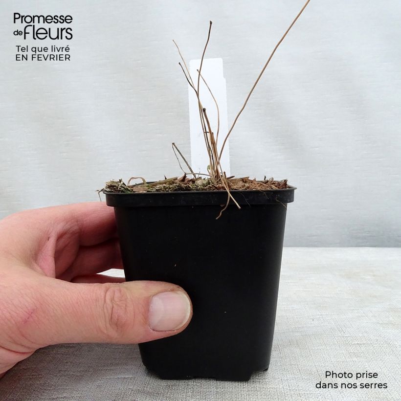 Epimedium grandiflorum Beni-kujaku Vasetto da 8/9 cm esemplare consegnato in inverno