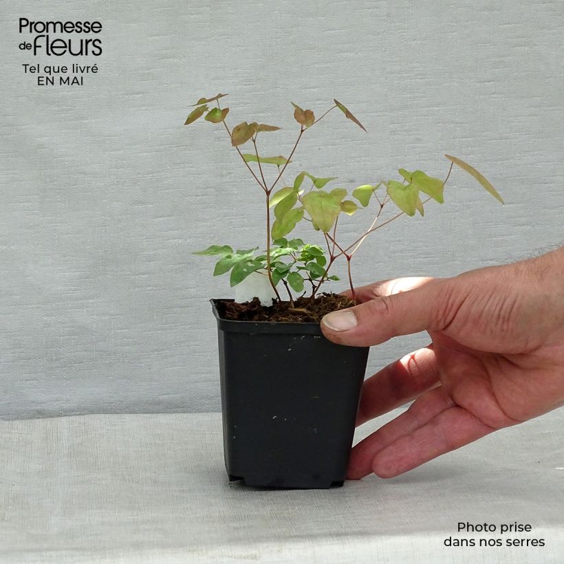 Epimedium grandiflorum Vasetto da 8/9 cm esemplare consegnato in primavera