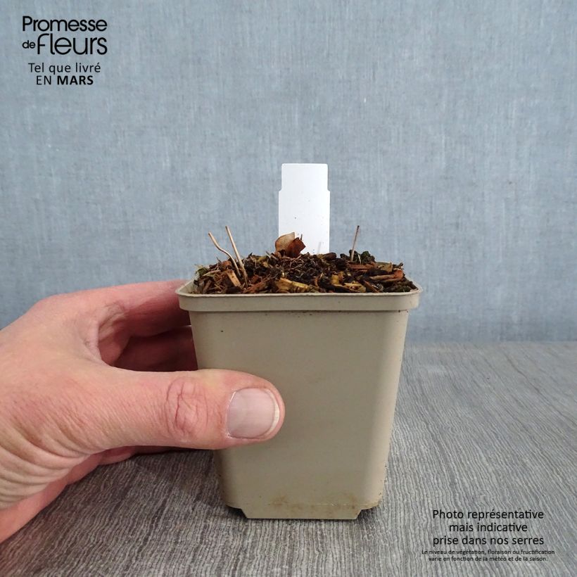 Epimedium grandiflorum Vasetto da 8/9 cm esemplare consegnato in inverno