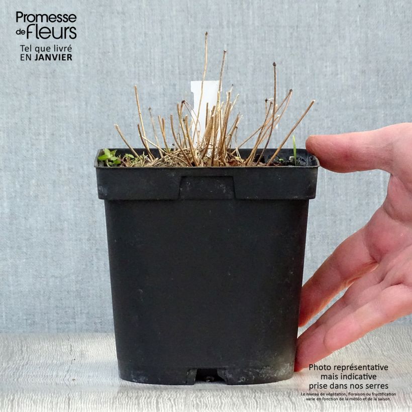 Epimedium grandiflorum Lilafee Vaso da 2L/3L esemplare consegnato in inverno