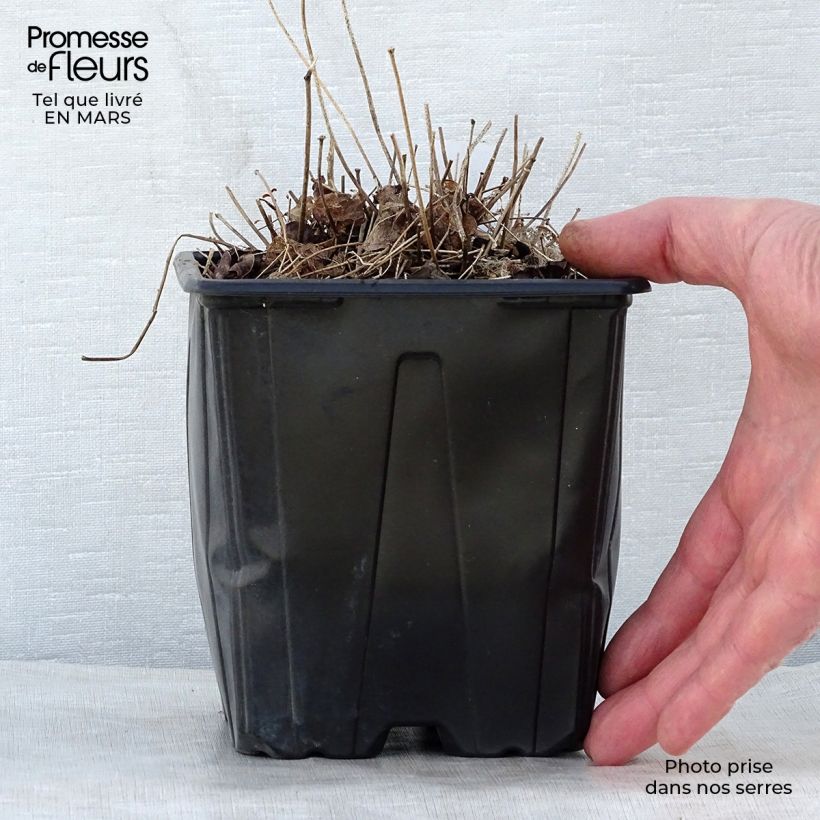 Epimedium grandiflorum Lilafee Vaso da 2L/3L esemplare consegnato in primavera