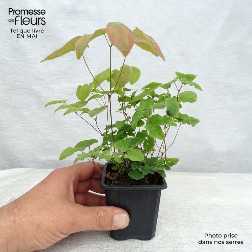 Epimedium grandiflorum Lilafee Vasetto da 8/9 cm esemplare consegnato in primavera