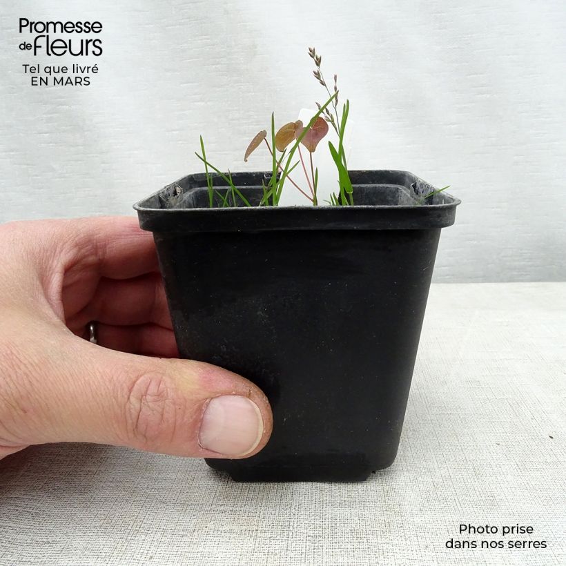 Epimedium grandiflorum Purple Pixie Vasetto da 8/9 cm esemplare consegnato in primavera